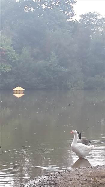 Benbow pond birds 26 Sept 2017 (2).png - 