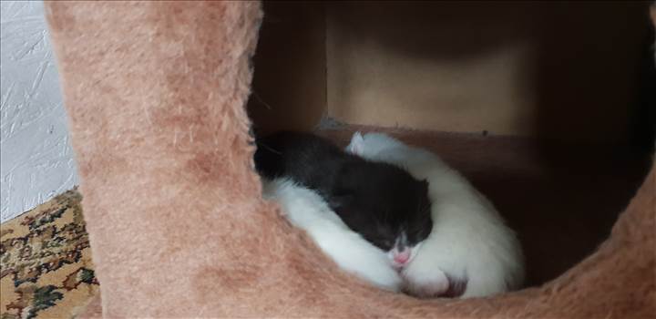 Kittens Paws 10 Jan 2019 born 6th Jan 2 .jpg - 