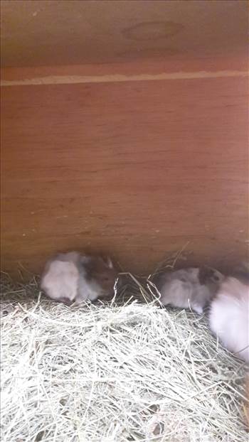 PAWs baby guinia pigs (5) 11 Jan 2018.jpg by Mo