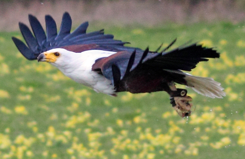 African Fish Eagle.jpg  by 10206463230800809