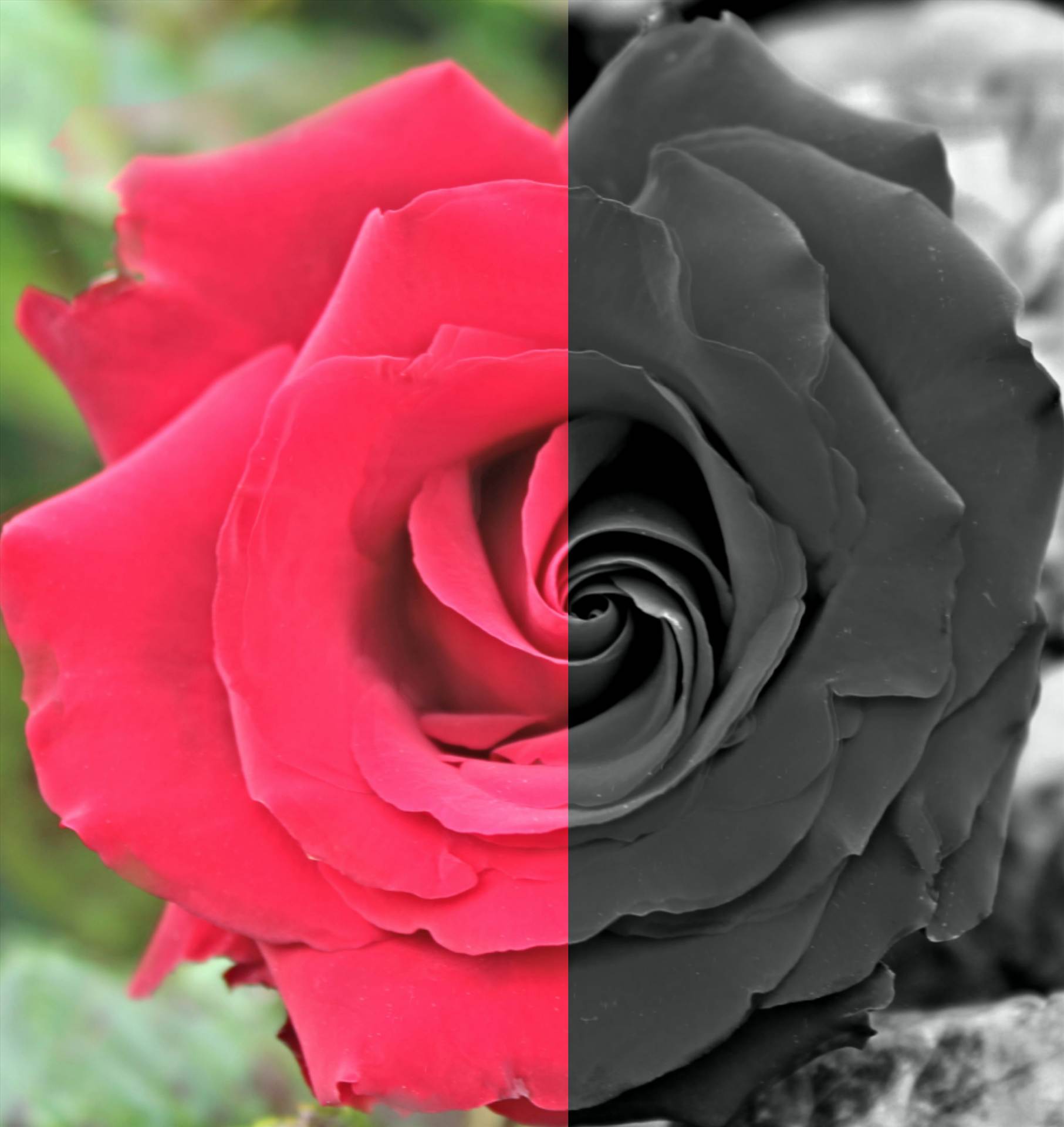 HDR_rose_FotorBnW_Fotor_Collage.jpg  by 10206463230800809