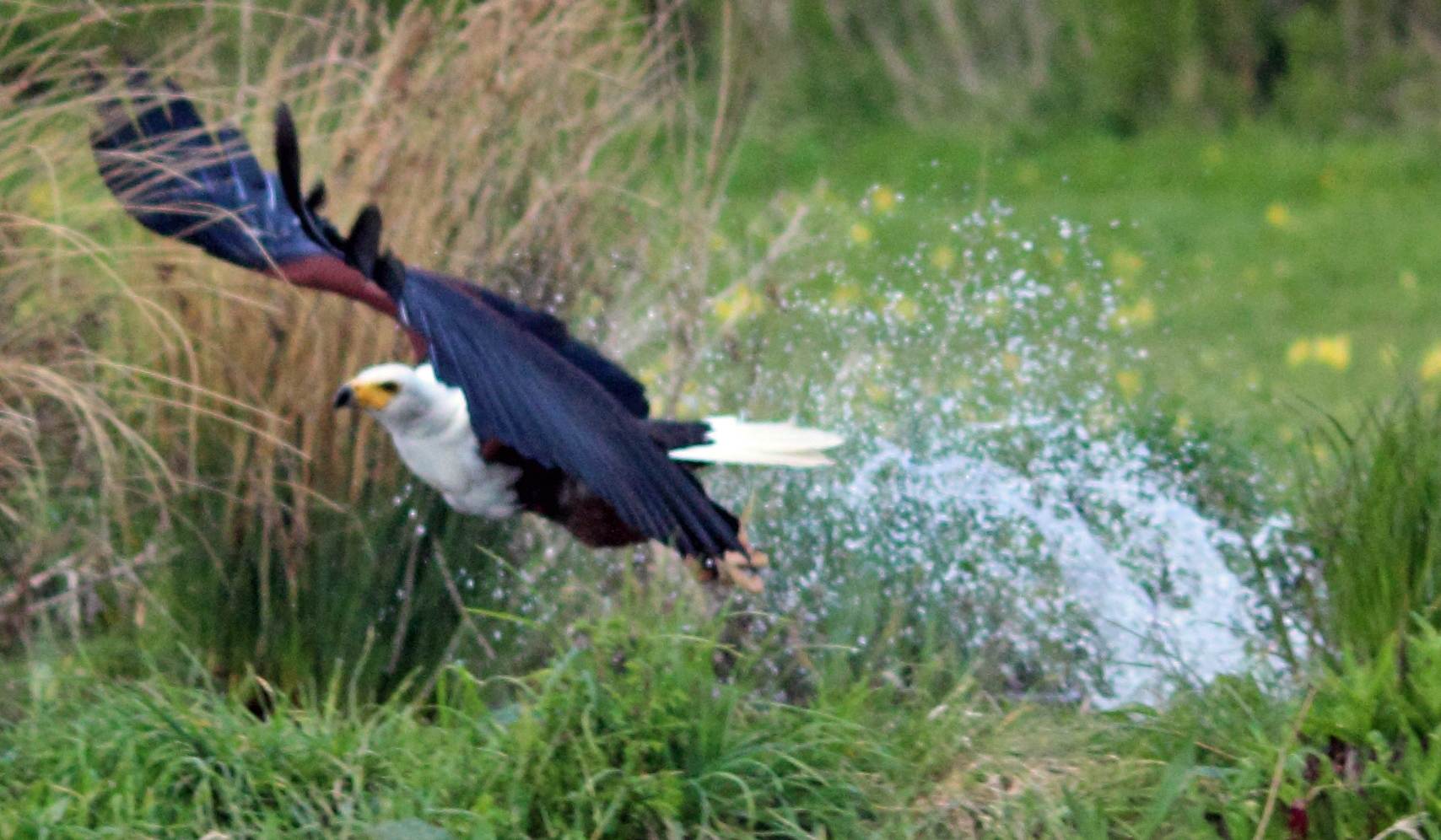 African Fish Eagle 1.jpg  by 10206463230800809