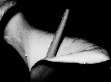 Arum lily BNW.jpg - 