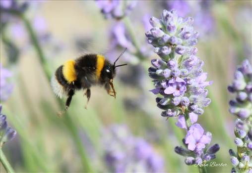 Bumble Bee_Fotor.jpg - 