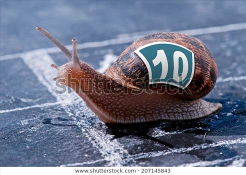 snail-crosses-finish-line-alone-600w-207145843.jpg by docoftd