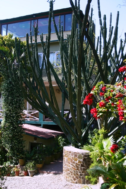 Flowering Cactus in Garden - W.JPG  by HighBank1234