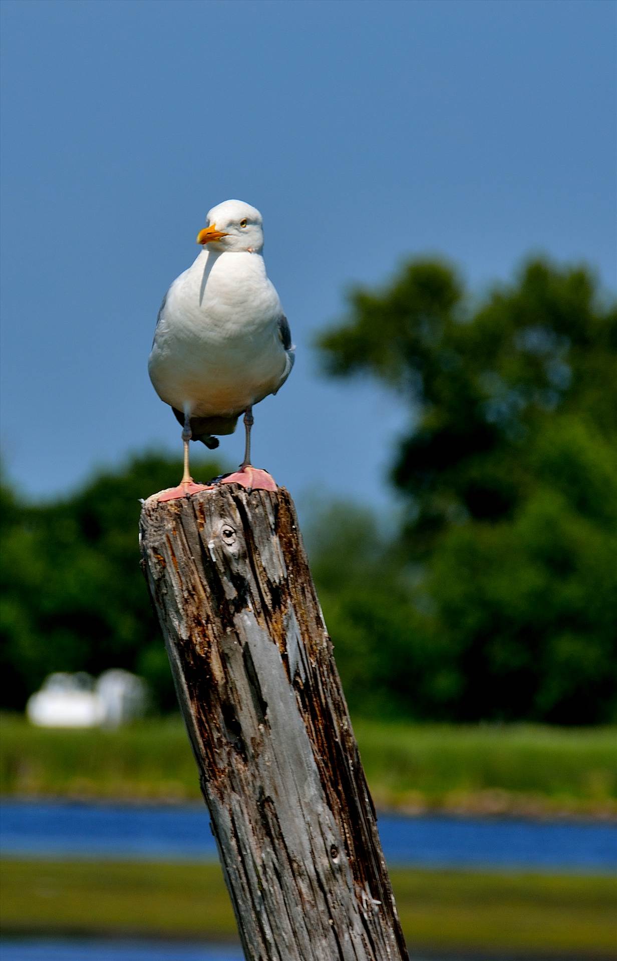 #coverchallenge 1  by WPC-102