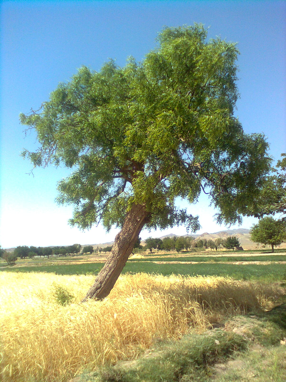 درخت اناب مشهوربه پدیده طاب by mohsen dehbashi