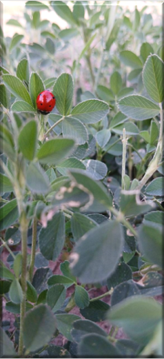 2025-04-10_101603.png عکس کفش دوز درسیزده بدر 1404 باغ چاق محمد توسط فاطی مرادی by mohsen dehbashi