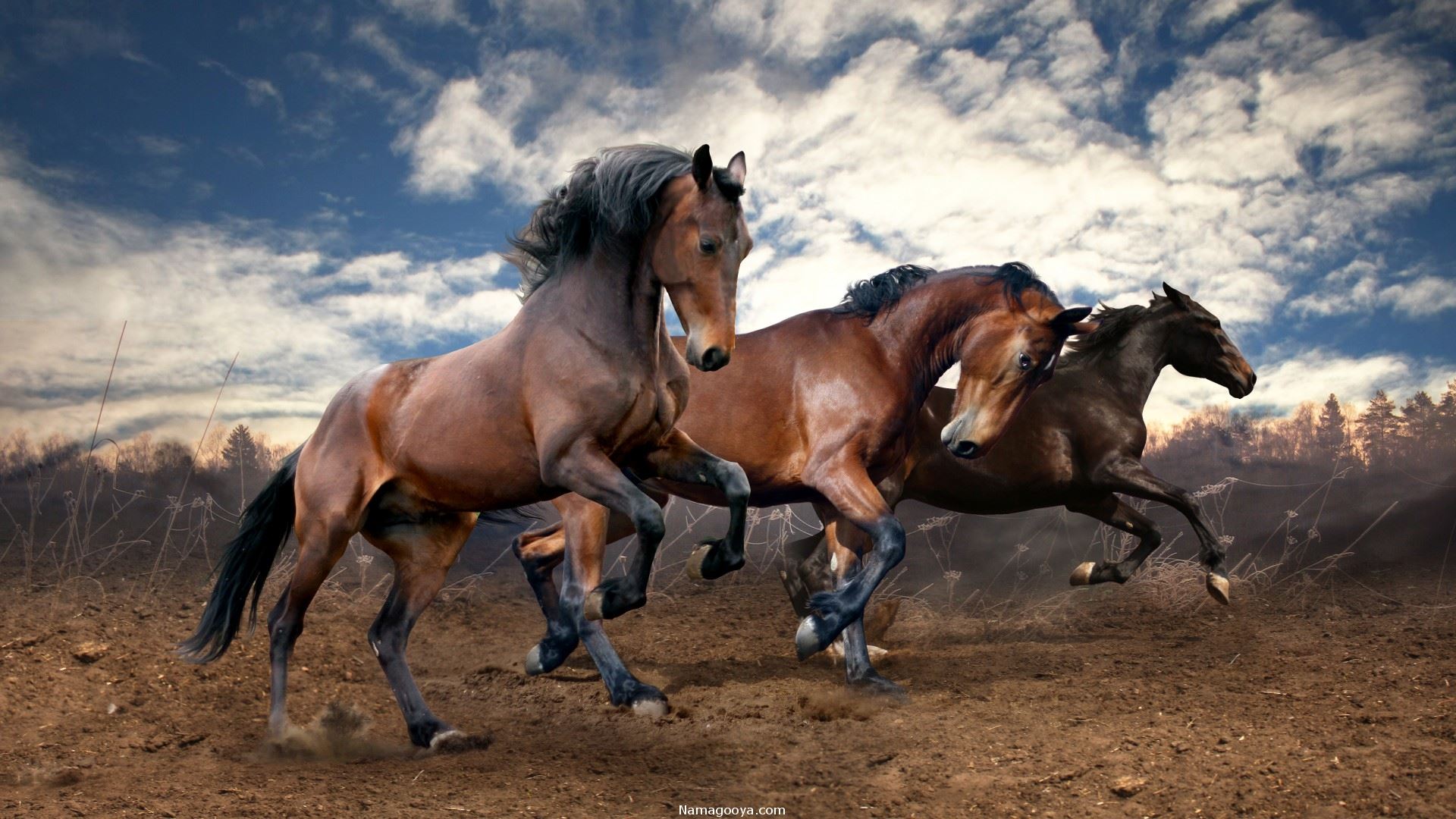 عکس-پس-زمینه-کیفیت-فول-اچ-دی-Full-HD-بدن-و-هیبت-پر-قدرت-اسب-های-وحشی-در-طبیعت.jpg  by mohsen dehbashi