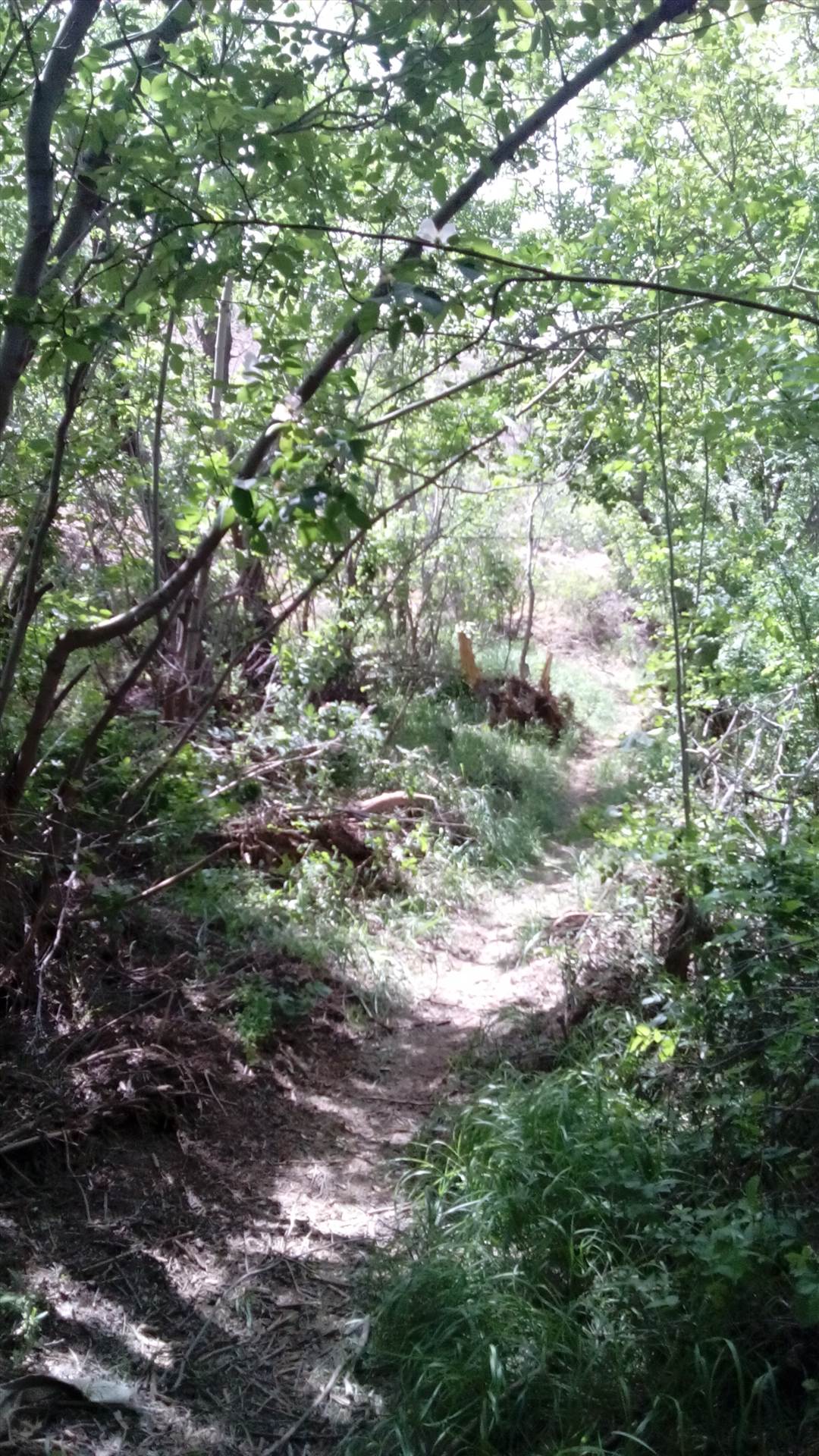 کوهسنگ این عکس توســط رسول بهنــام در94/08/28 فرستاده شده by mohsen dehbashi