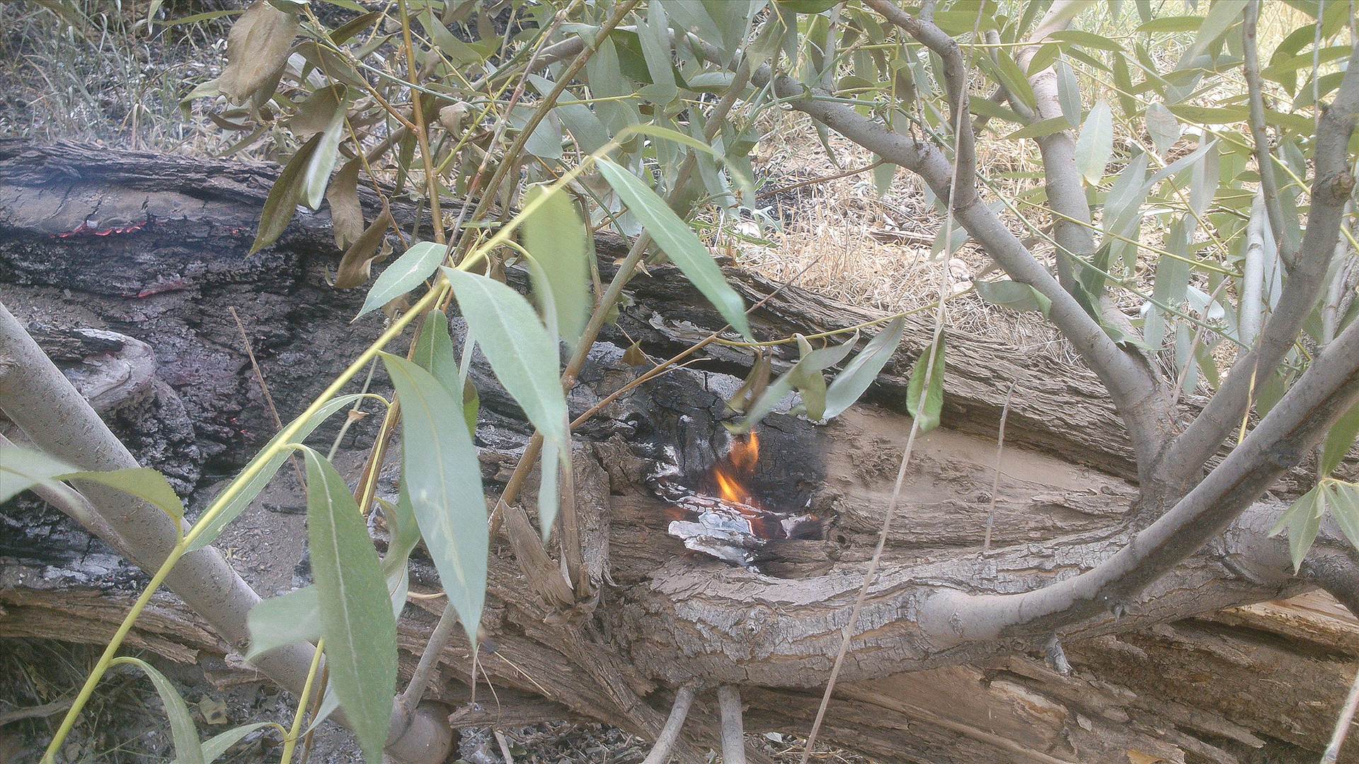 بي مهري در به آتش کشيدن درختان کوهسنگ توسط مهمانان طبيعت سنگان عده اي براي لحظه اي سرگرمي طبيعت را براي هميشه از بين ميبرند94/4/30 این عکس توسط محسن دهباشی گرفته شده by mohsen dehbashi
