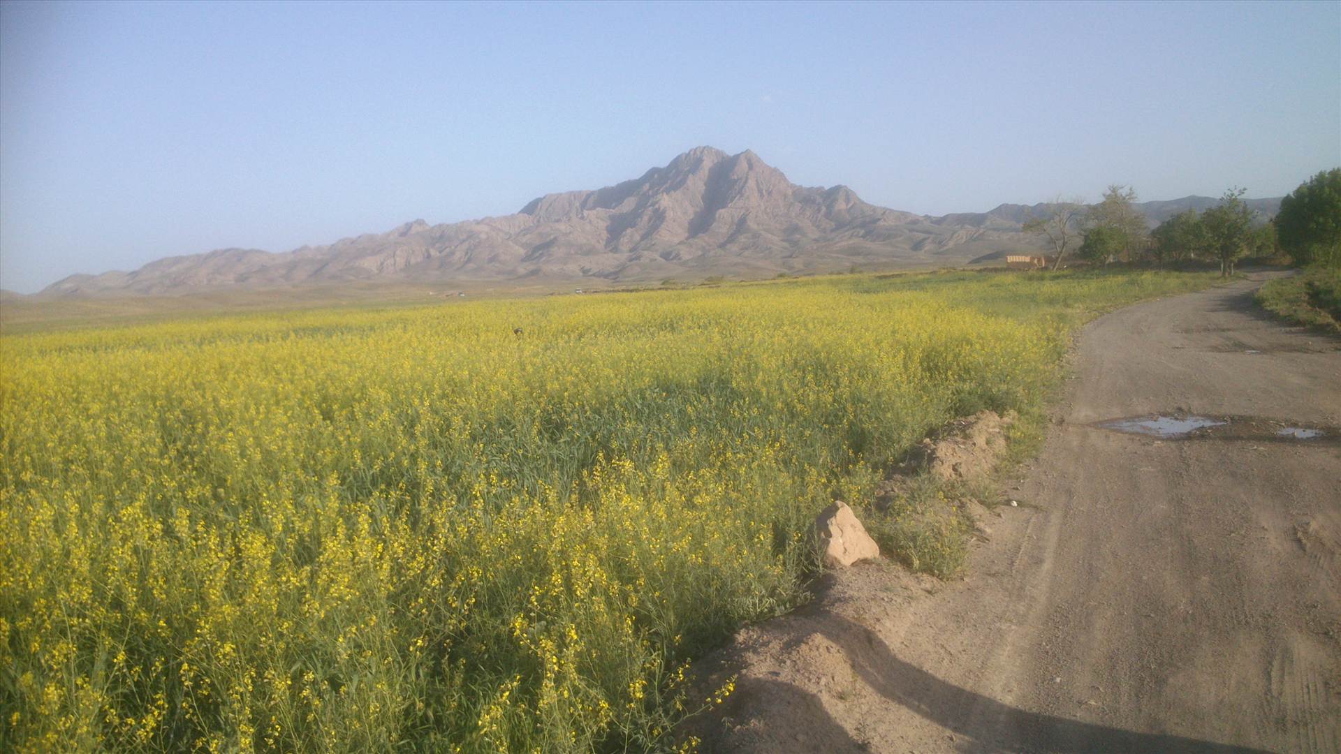 دشت گل بین سنگان ودولت آباد واقع درشمال کوه کافردوغ by mohsen dehbashi