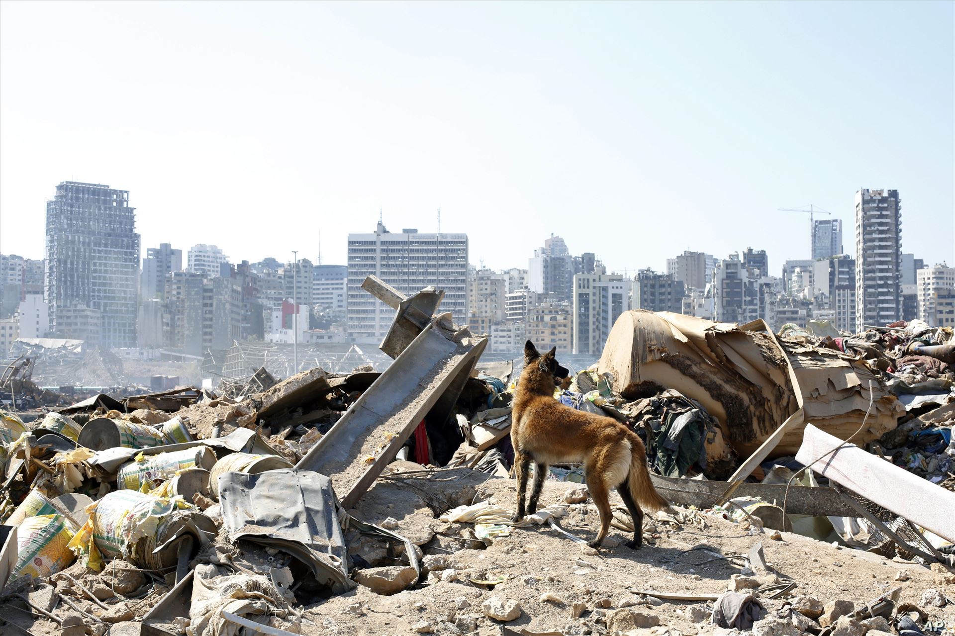 APTOPIX Lebanon Explosion عکس روز: از تخریب انفجار بیروت تا صف طولانی مسافران در فرودگاه‌ها
آلبوم عکس - جمعه ۱۷ مرداد ۱۳۹۹
۱۷ مرداد ۱۳۹۹ by mohsen dehbashi