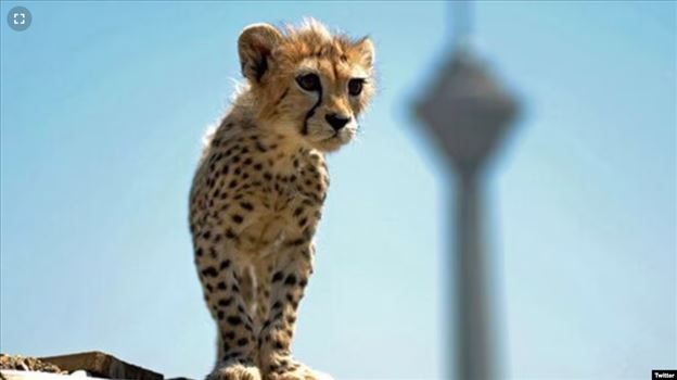 2023-03-03_231738.png - جمعه ۱۲ اسفند ۱۴۰۱ تهران ۲۳:۱۳\r\n۱۰/اسفند/۱۴۰۱\r\nمیزگرد رادیویی؛ زوایای ناگفته و تاریک مرگ «پیروز»