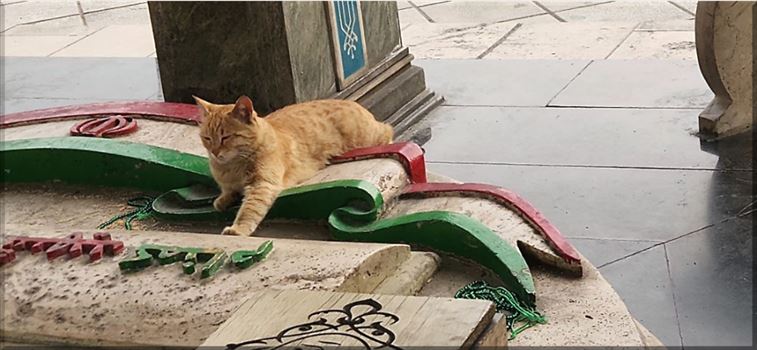 2025-04-13_213045.png - یکشنبه ۲۴ فروردین ۱۴۰۴\r\nیک صحنه جالب باشکارعکاس فرشته مرادی