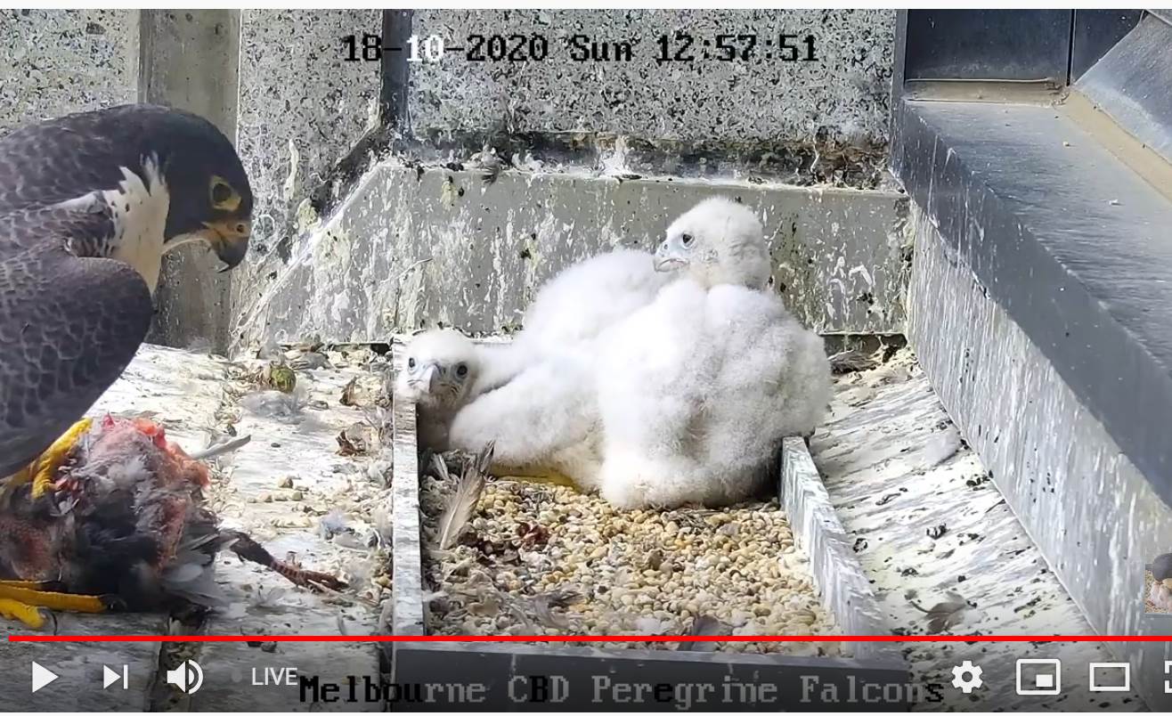 Peregrine 2020-10-18 at 1.02.56 pm.png  by Pinback