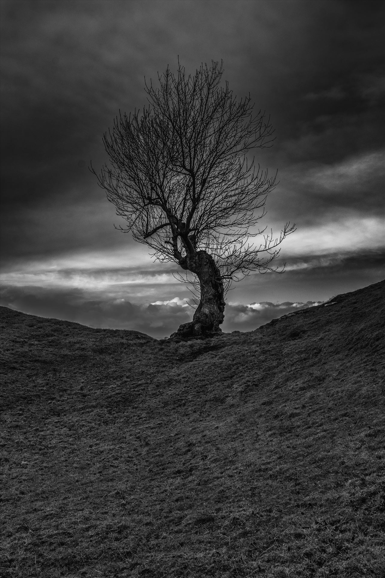 Lone tree  by philreay