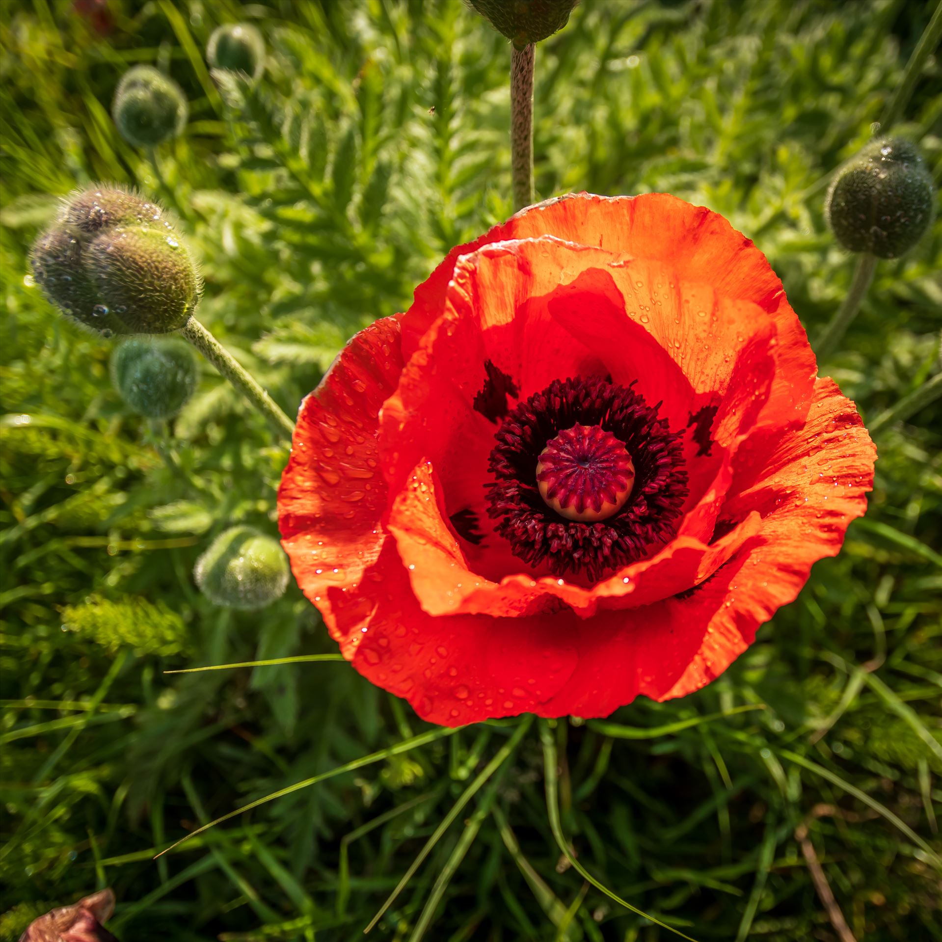 A single poppy  by philreay