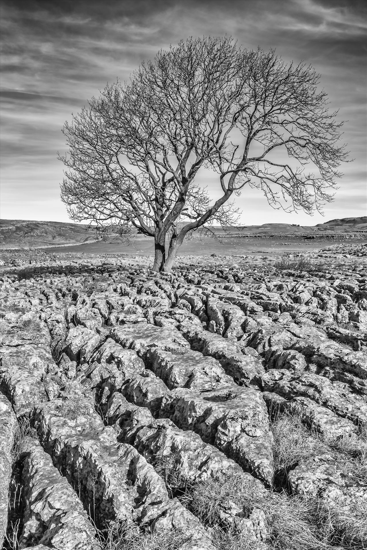 The Lone Tree nr Malham (also available in colour) Known as "limestone pavements", these plateaus of bare and weathered rock often being found at the top of the limestone cliff running along the hillsides. These were originally formed by the scouring action of glaciers during the last ice age. by philreay