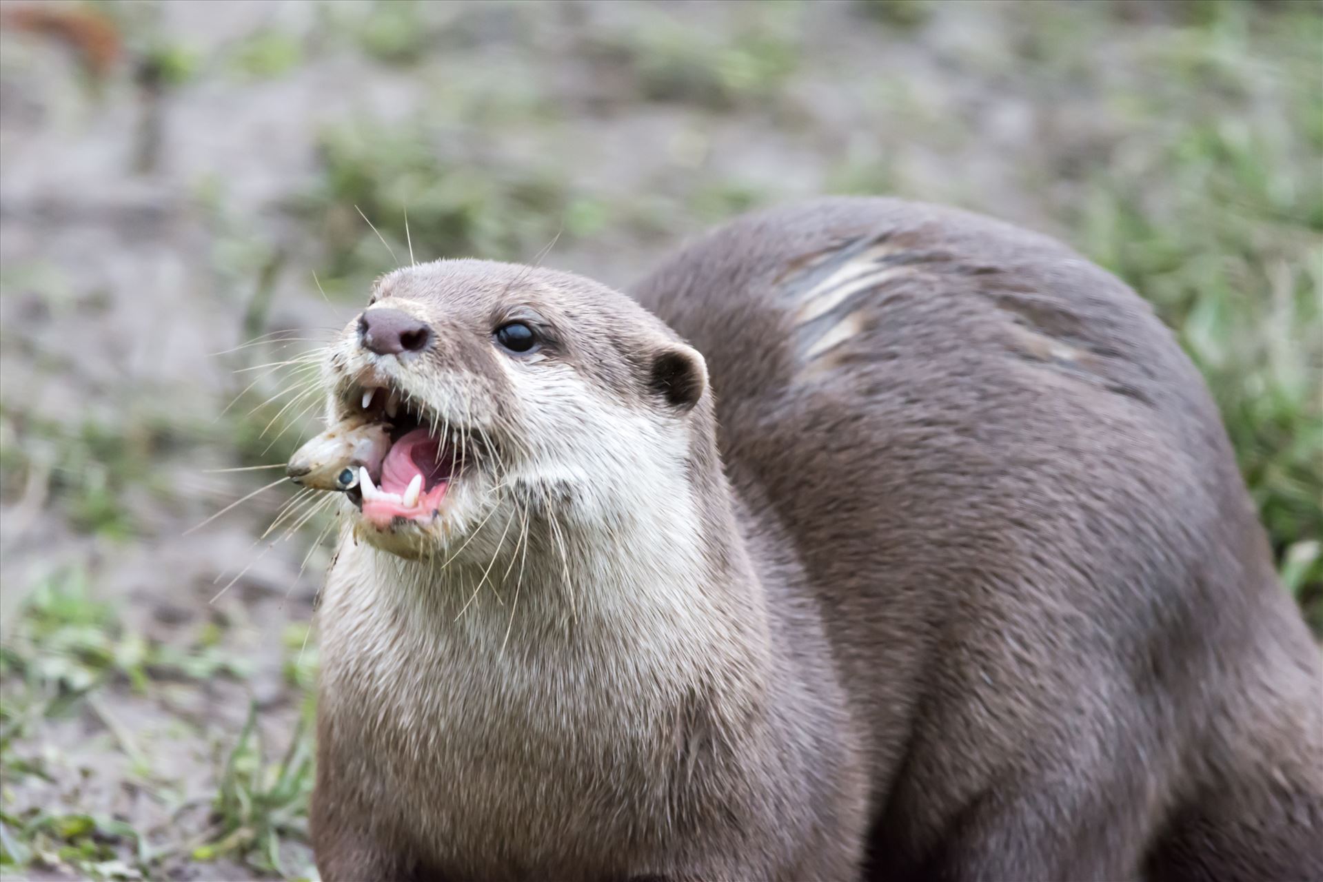 Asian short clawed otter  by philreay