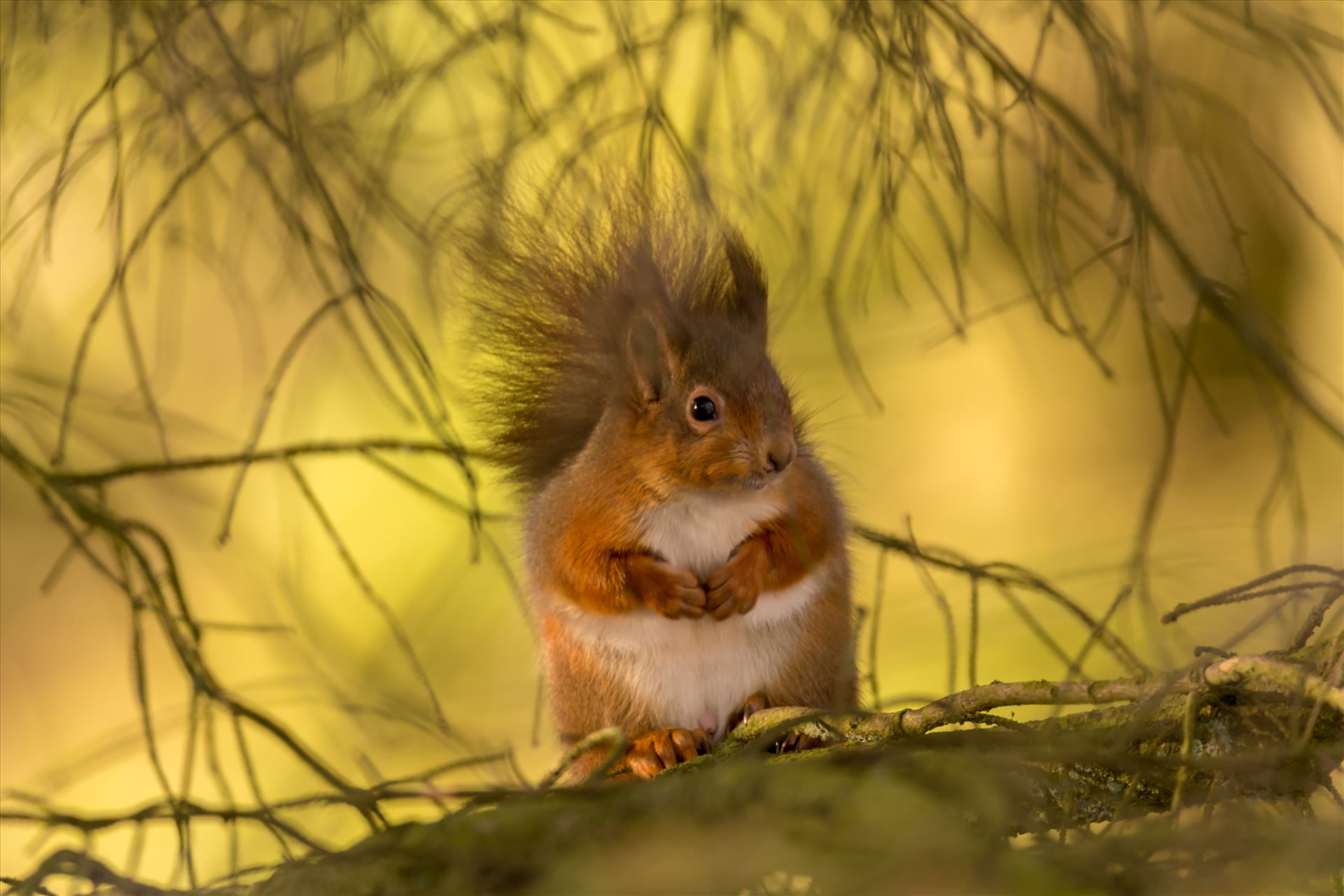 Red squirrel in the wild The red squirrel is native to Britain, but its future is increasingly uncertain as the introduced American grey squirrel expands its range across the mainland. There are estimated to be only 140,000 red squirrels left in Britain, with over 2.5M greys. by philreay