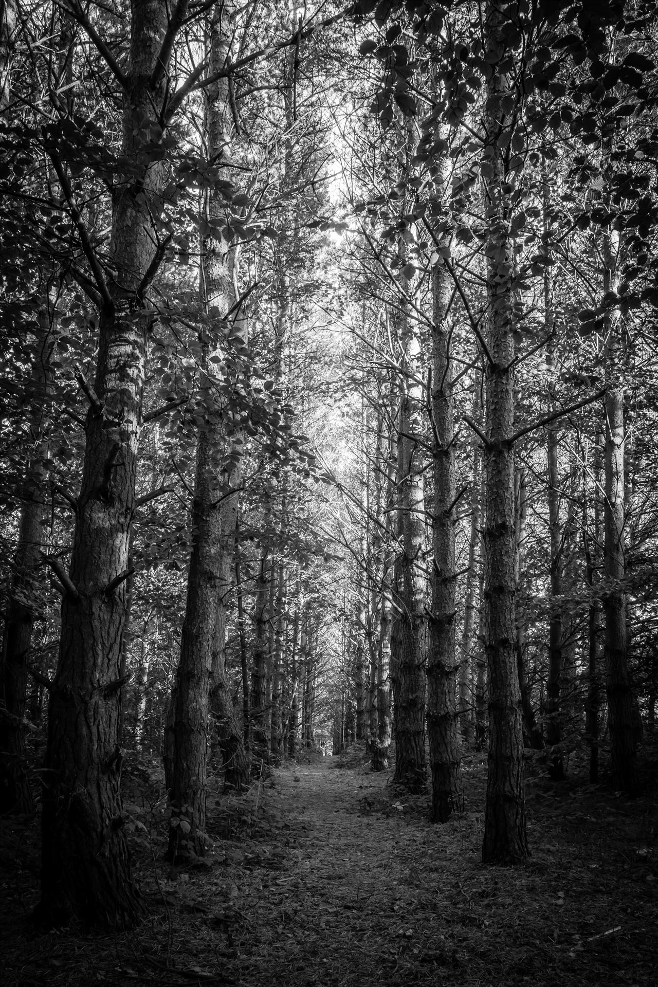 Into the woods  by philreay