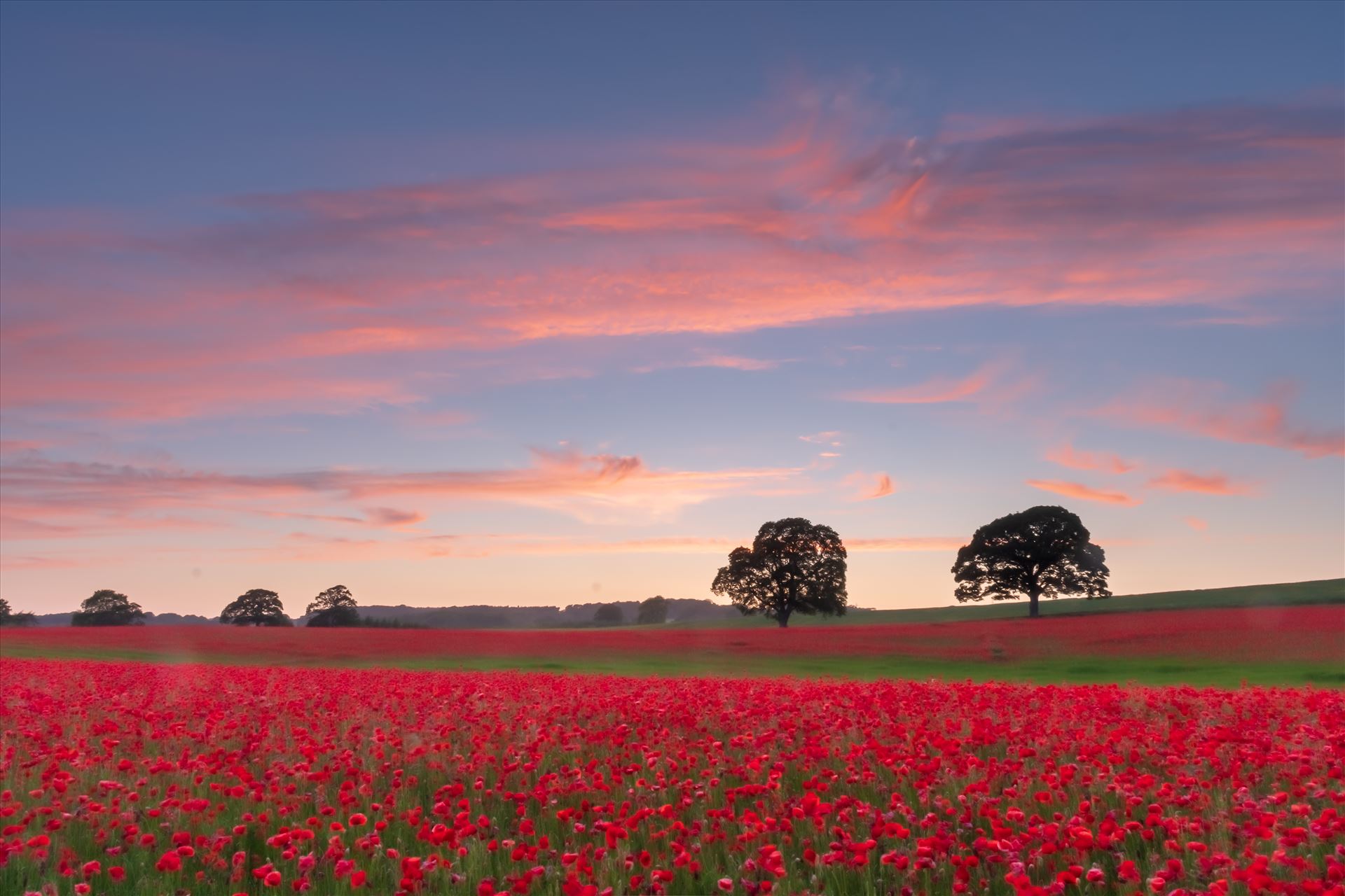 Poppy fields nr Aydon Castle, Northumberland 1  by philreay