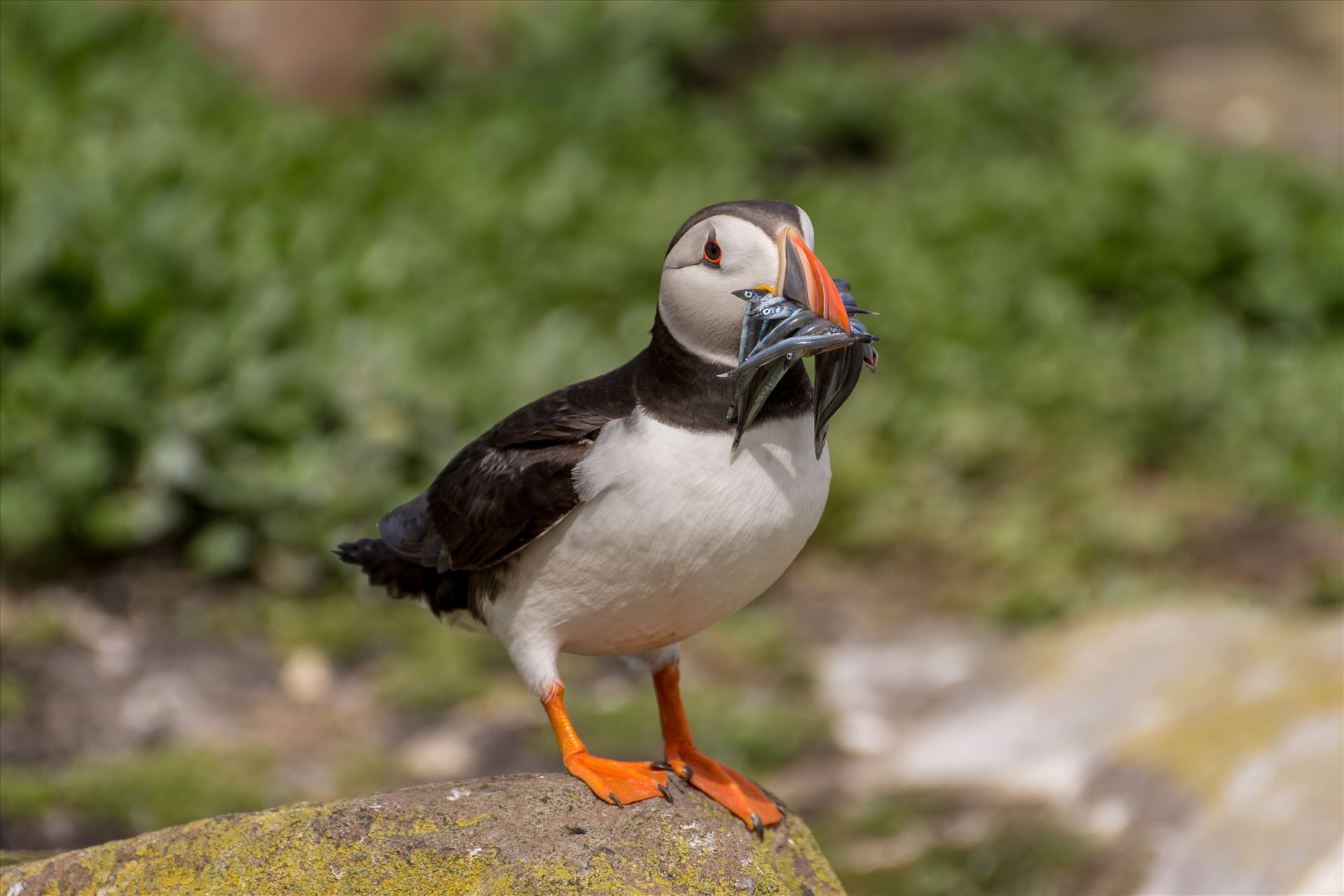 Puffin Taken on the Farne Islands, off the Northumberland coast. by philreay