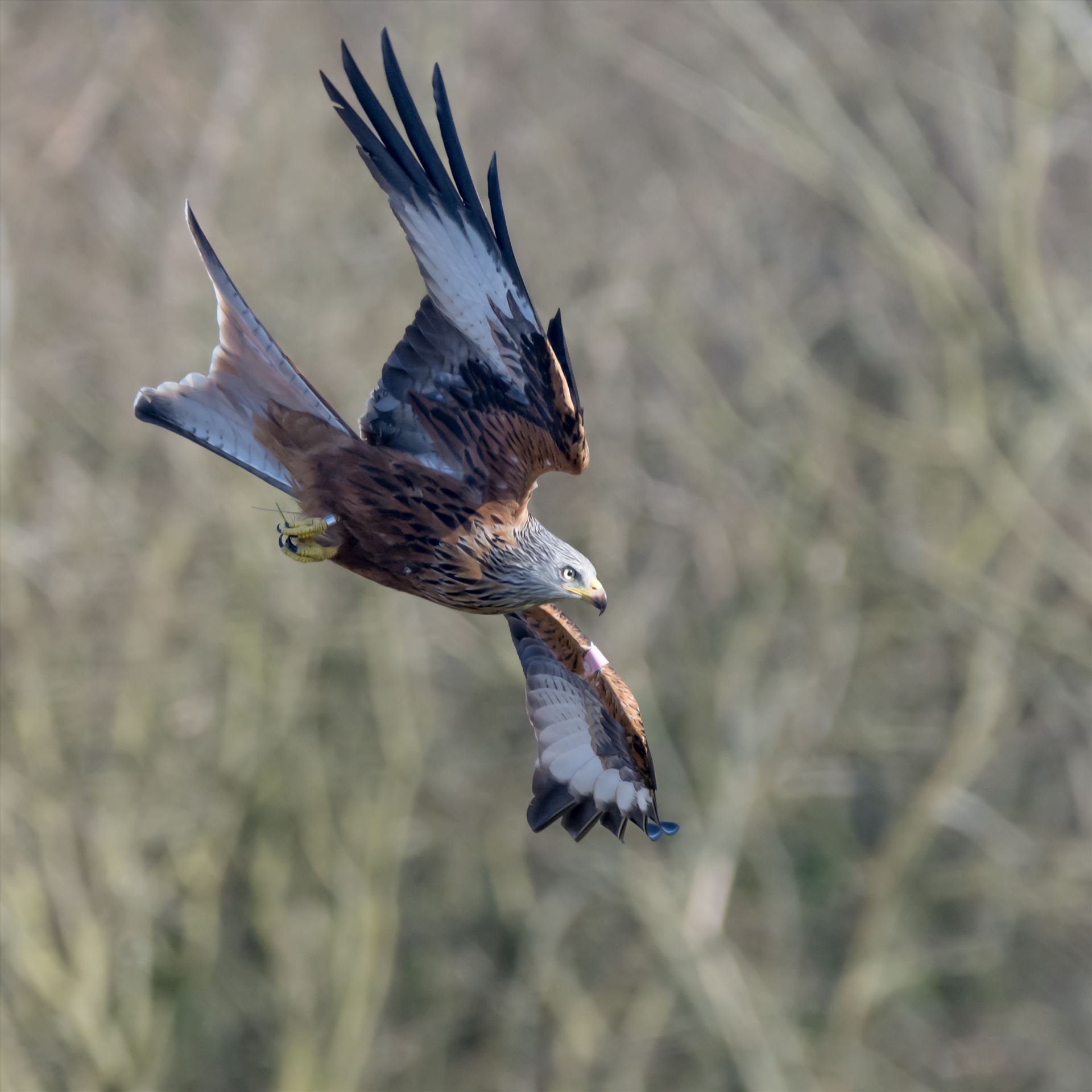 Red Kite The red kite is a medium-large bird of prey which was hunted to extinction in the 1870s but later reintroduced 1989–1992 & are now gaining in numbers thanks to breeding programmes throughout the UK. by philreay
