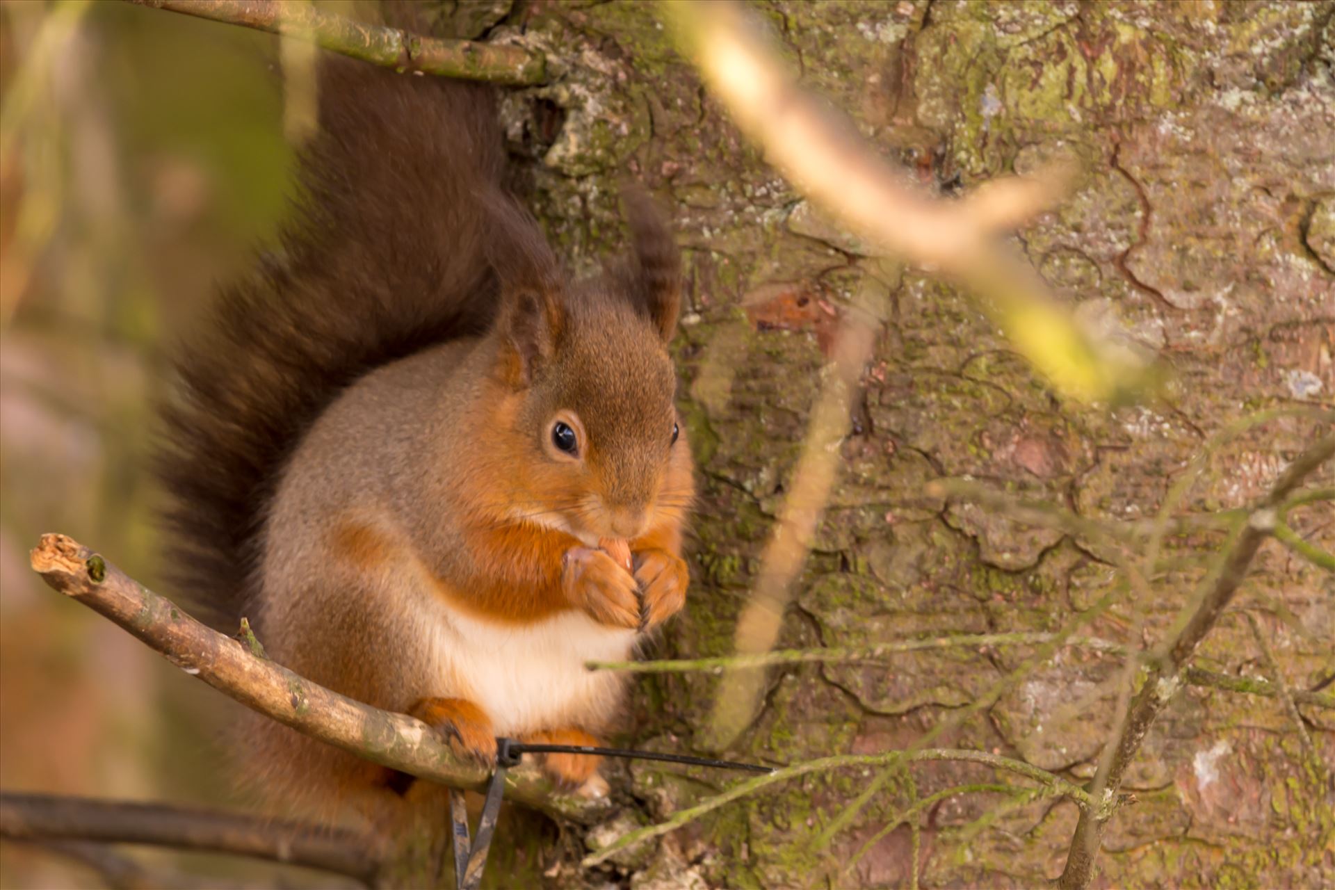 Red squirrel in the wild The red squirrel is native to Britain, but its future is increasingly uncertain as the introduced American grey squirrel expands its range across the mainland. There are estimated to be only 140,000 red squirrels left in Britain, with over 2.5M greys. by philreay