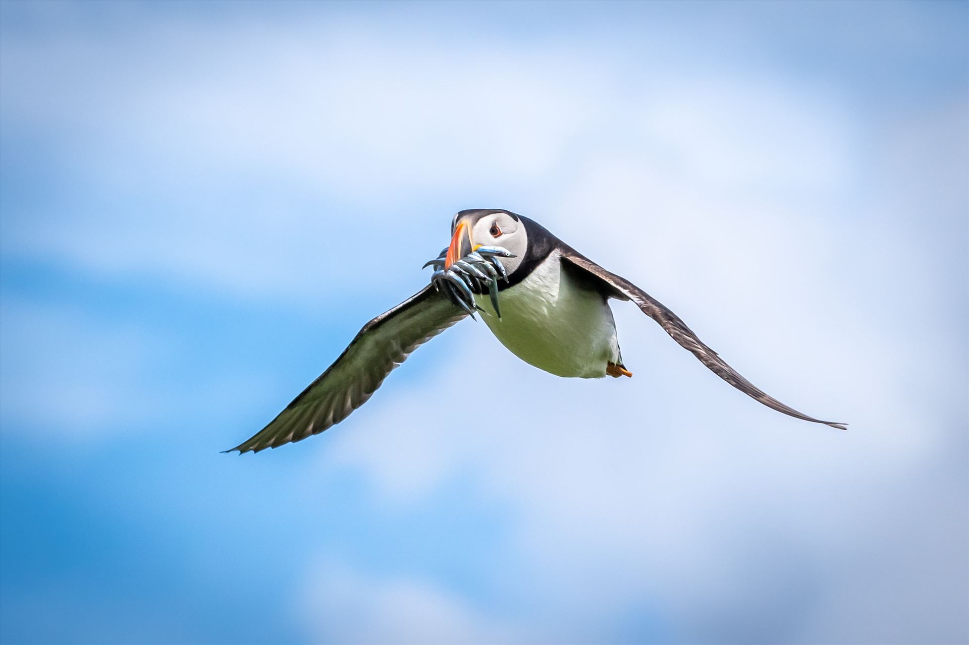 North Atlantic Puffin 05  by philreay