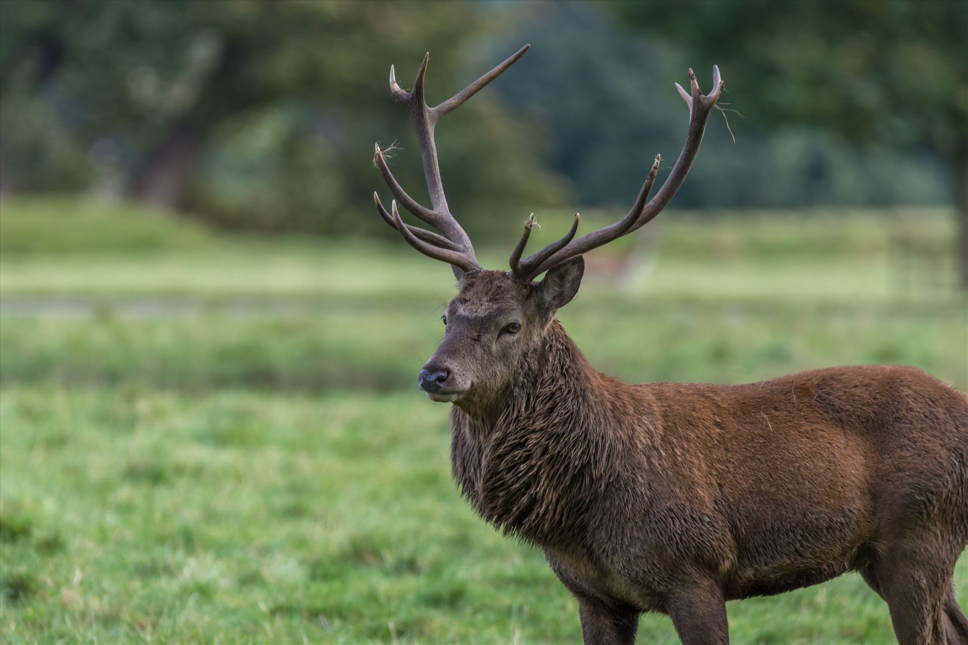 Red deer stag Taken at Studley Royal deer park, nr Fountains Abbey, Ripon. by philreay