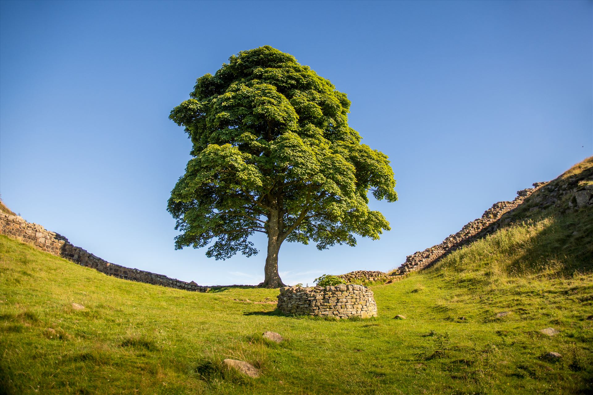 Sycamore Gap Sycamore Gap sits on the Roman Wall near the fort of Housesteads. It was made famous by the film Robin Hood: Prince of Thieves by philreay