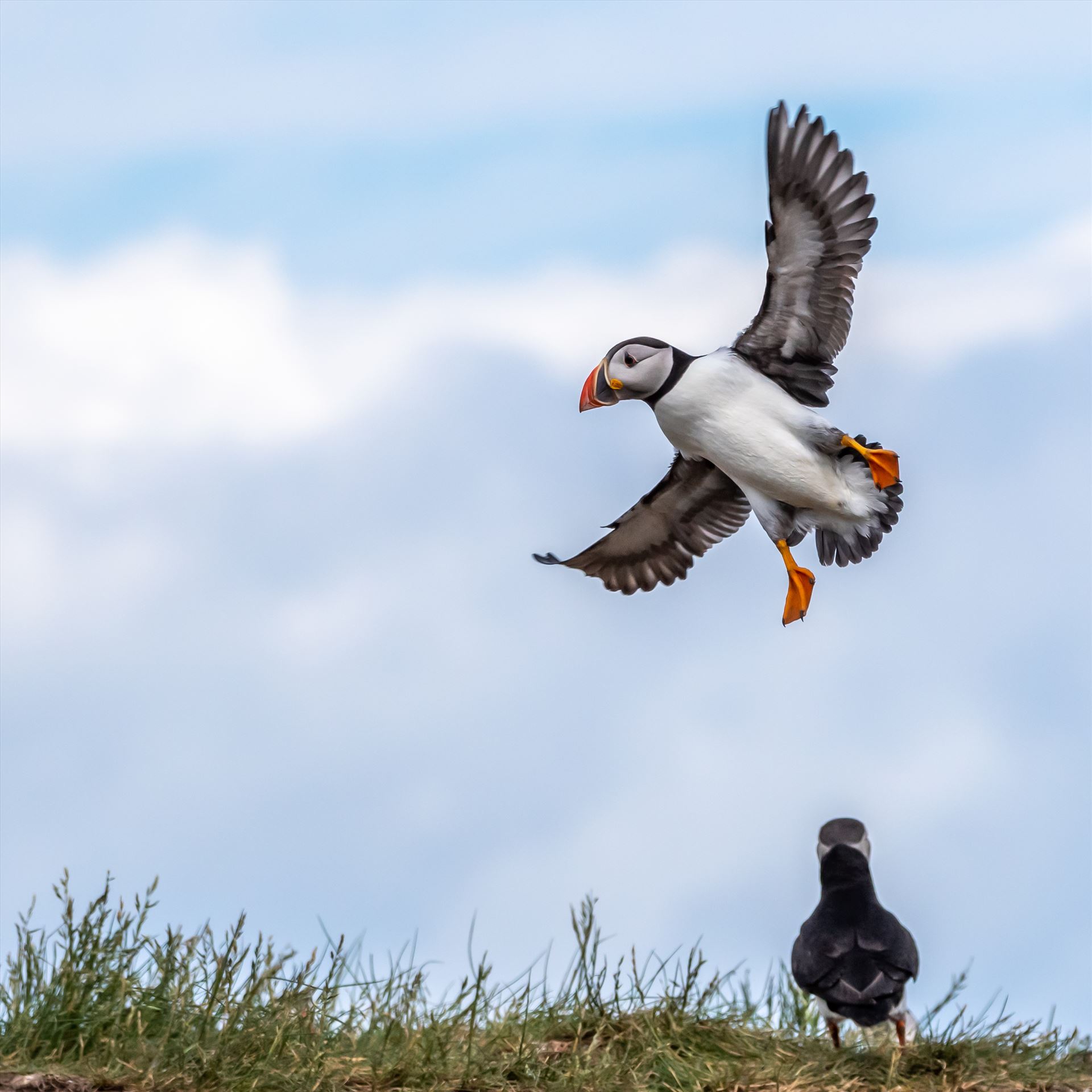 North Atlantic Puffin 03  by philreay
