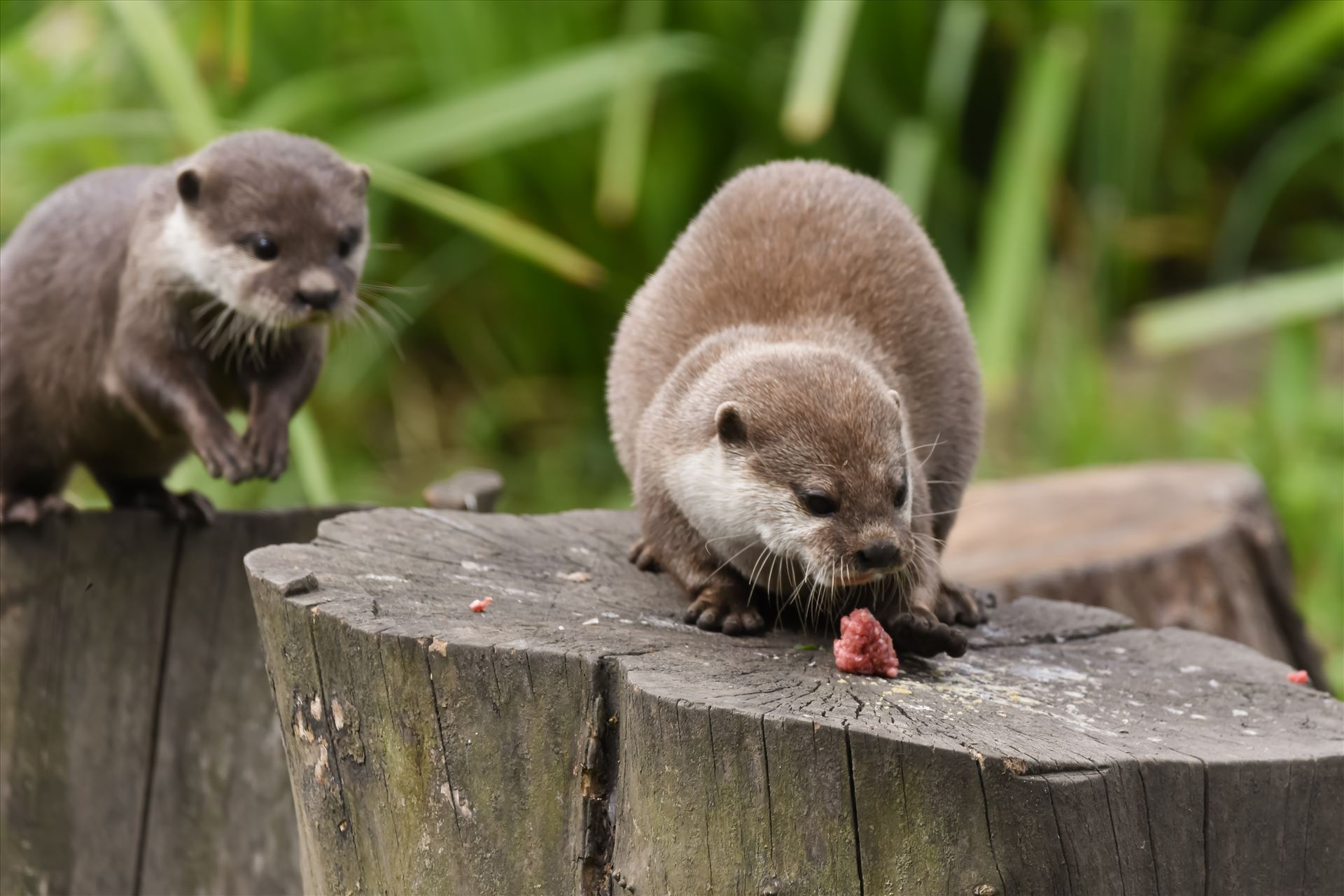 Asian short clawed otter Asian short clawed otters at Washington WWT by philreay