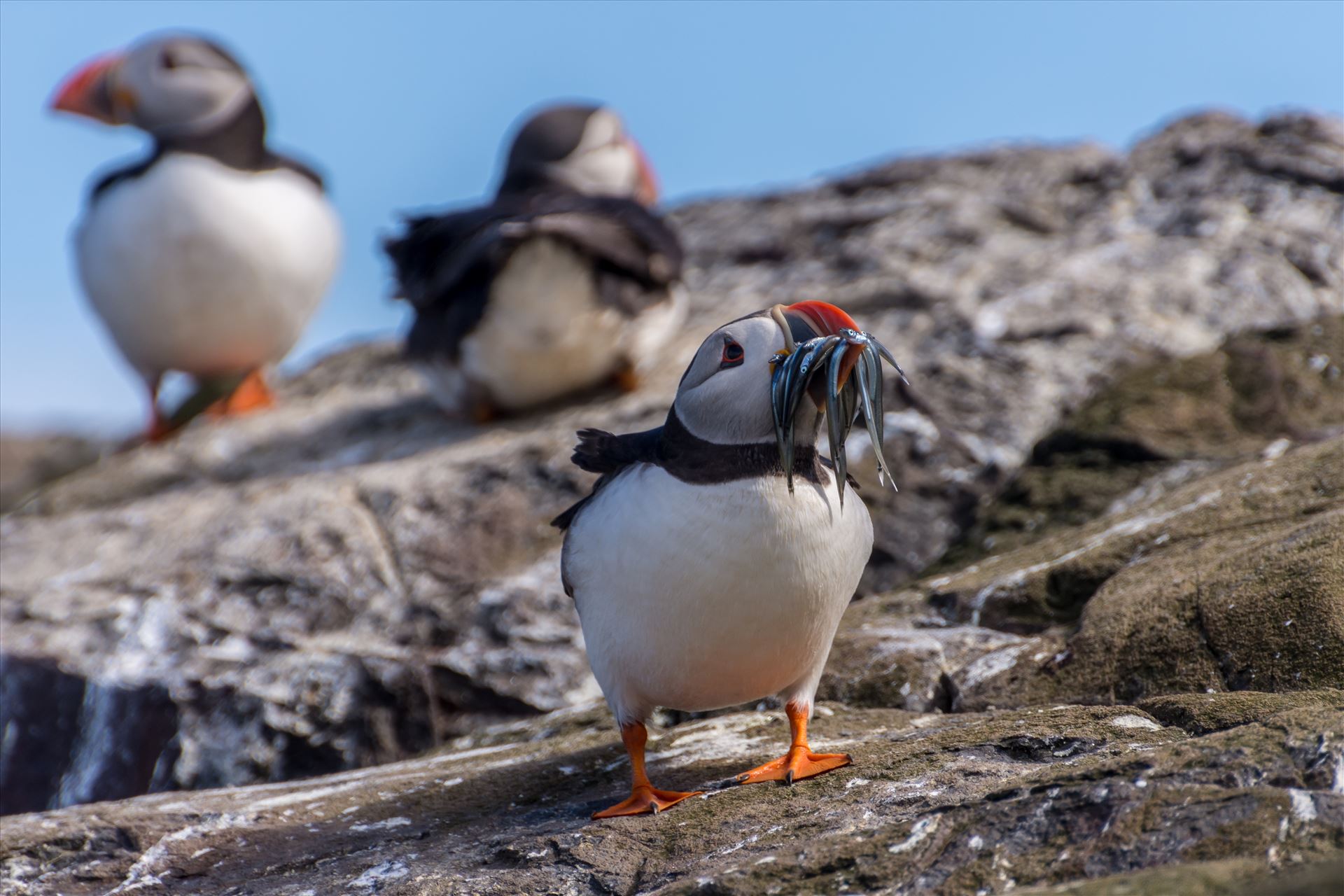 North Atlantic Puffin Taken on the Farne Islands, off the Northumberland coast. by philreay