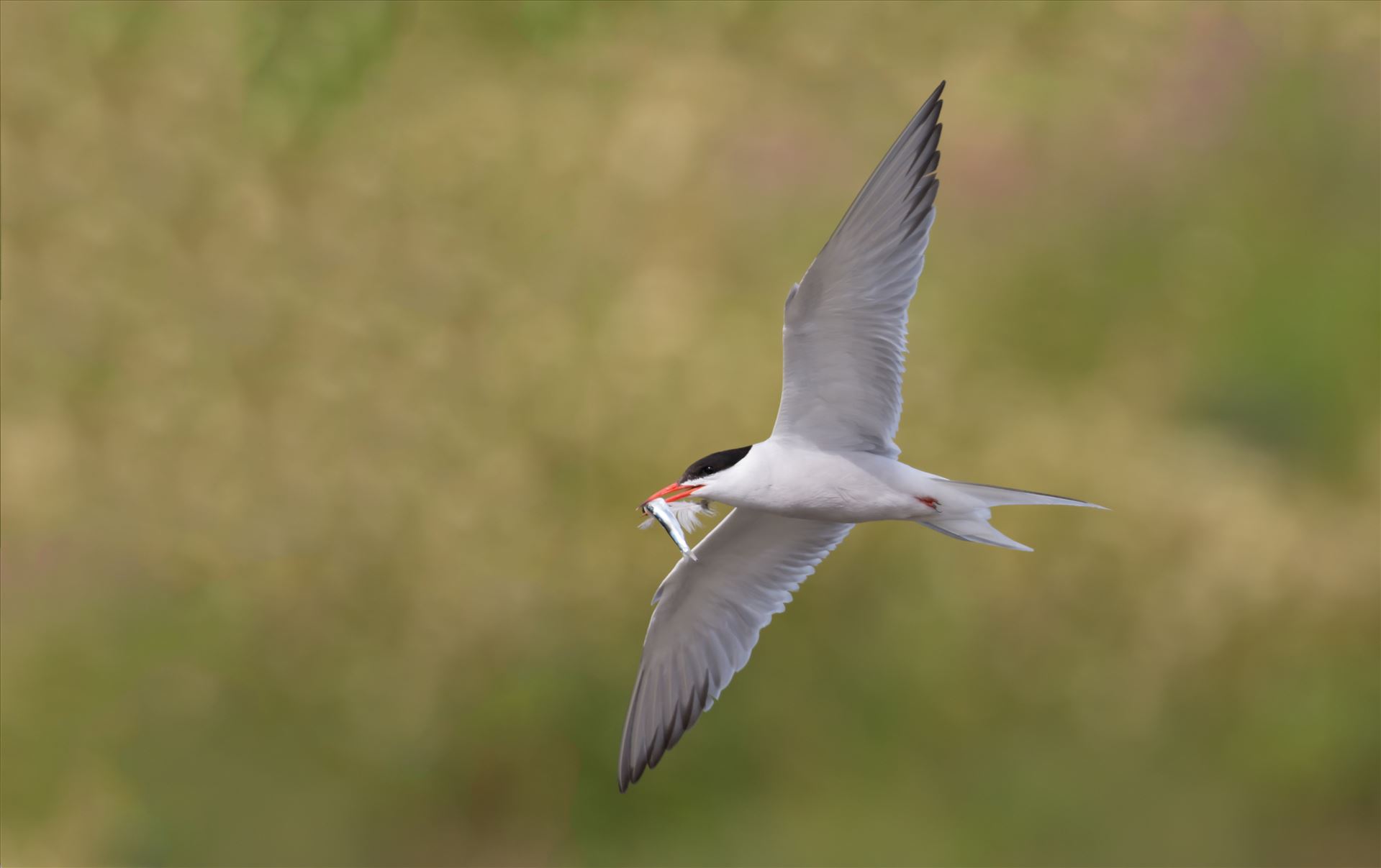 Common Tern  by philreay