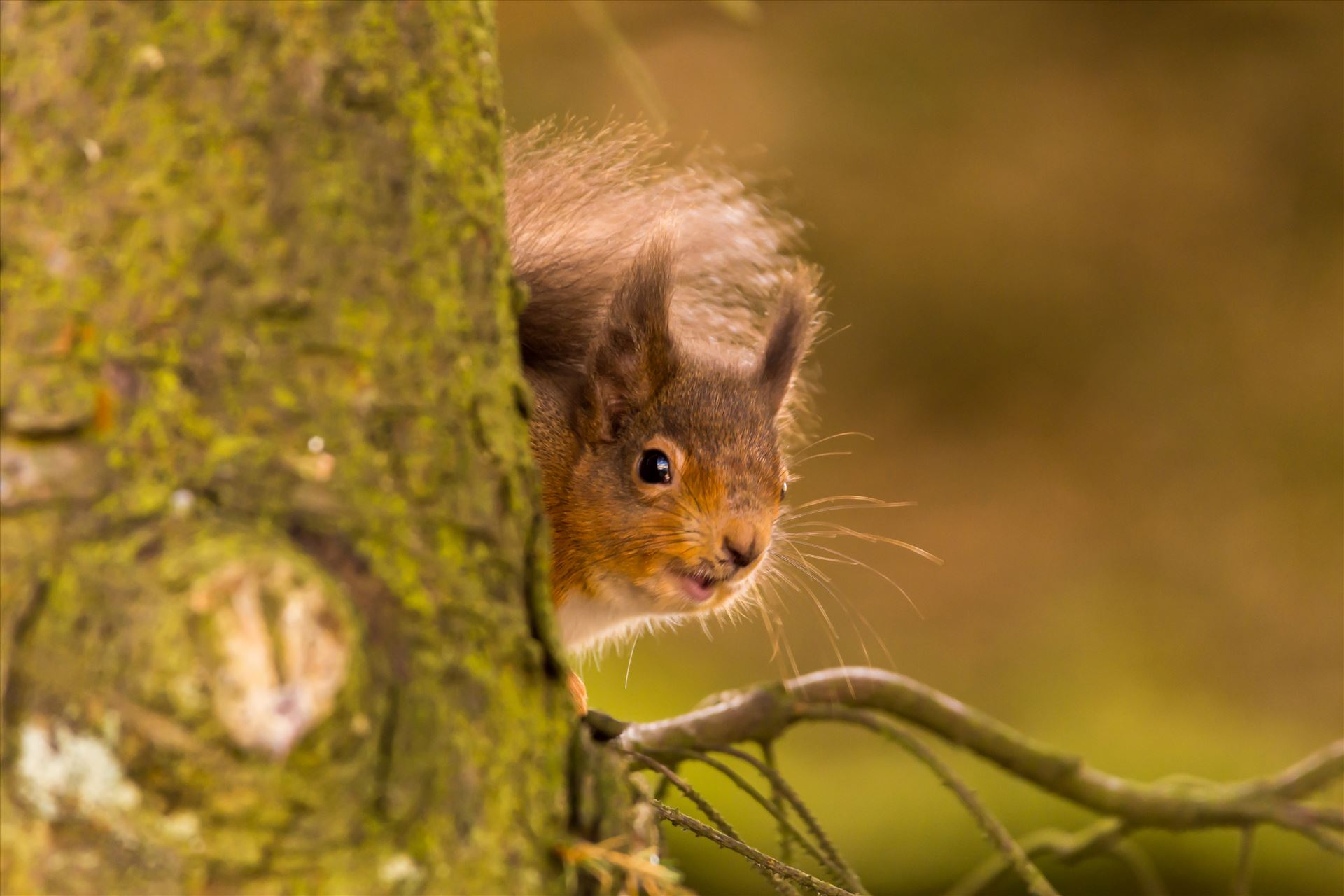 Red squirrel in the wild The red squirrel is native to Britain, but its future is increasingly uncertain as the introduced American grey squirrel expands its range across the mainland. There are estimated to be only 140,000 red squirrels left in Britain, with over 2.5M greys. by philreay