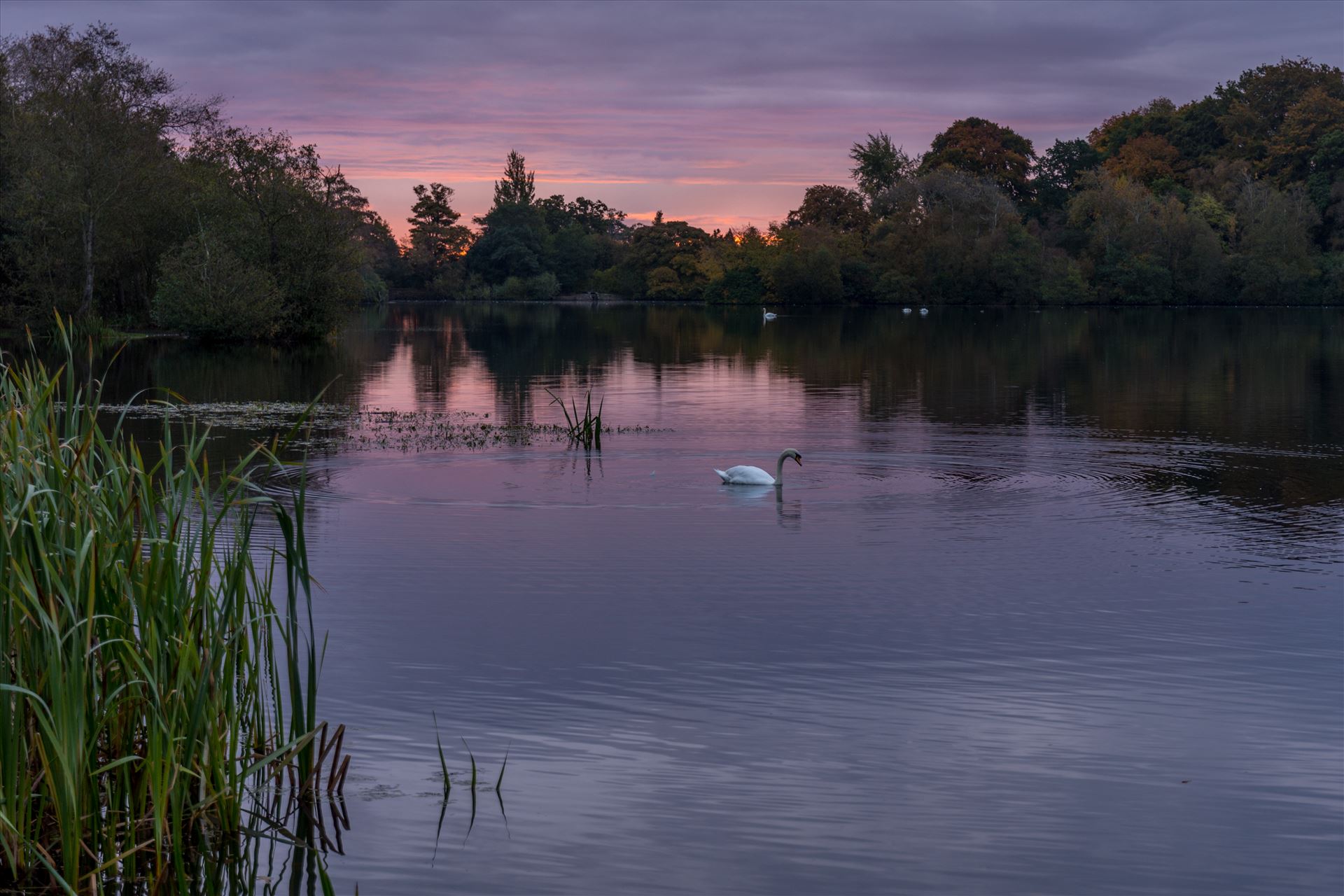 Bolam Lake at sunrise Bolam Lake, Northumberland. by philreay