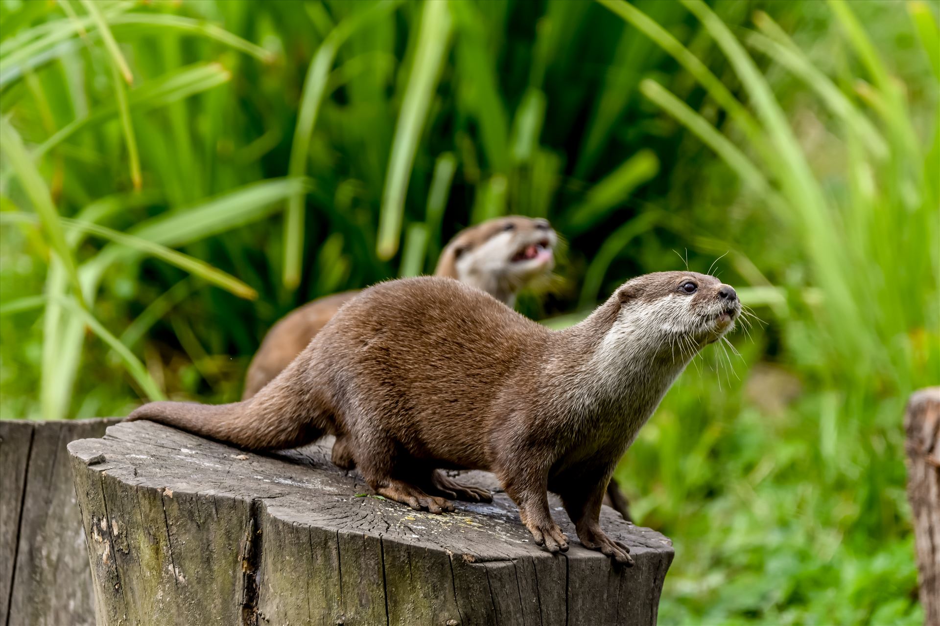 Asian short clawed otter Asian short clawed otters at Washington WWT by philreay