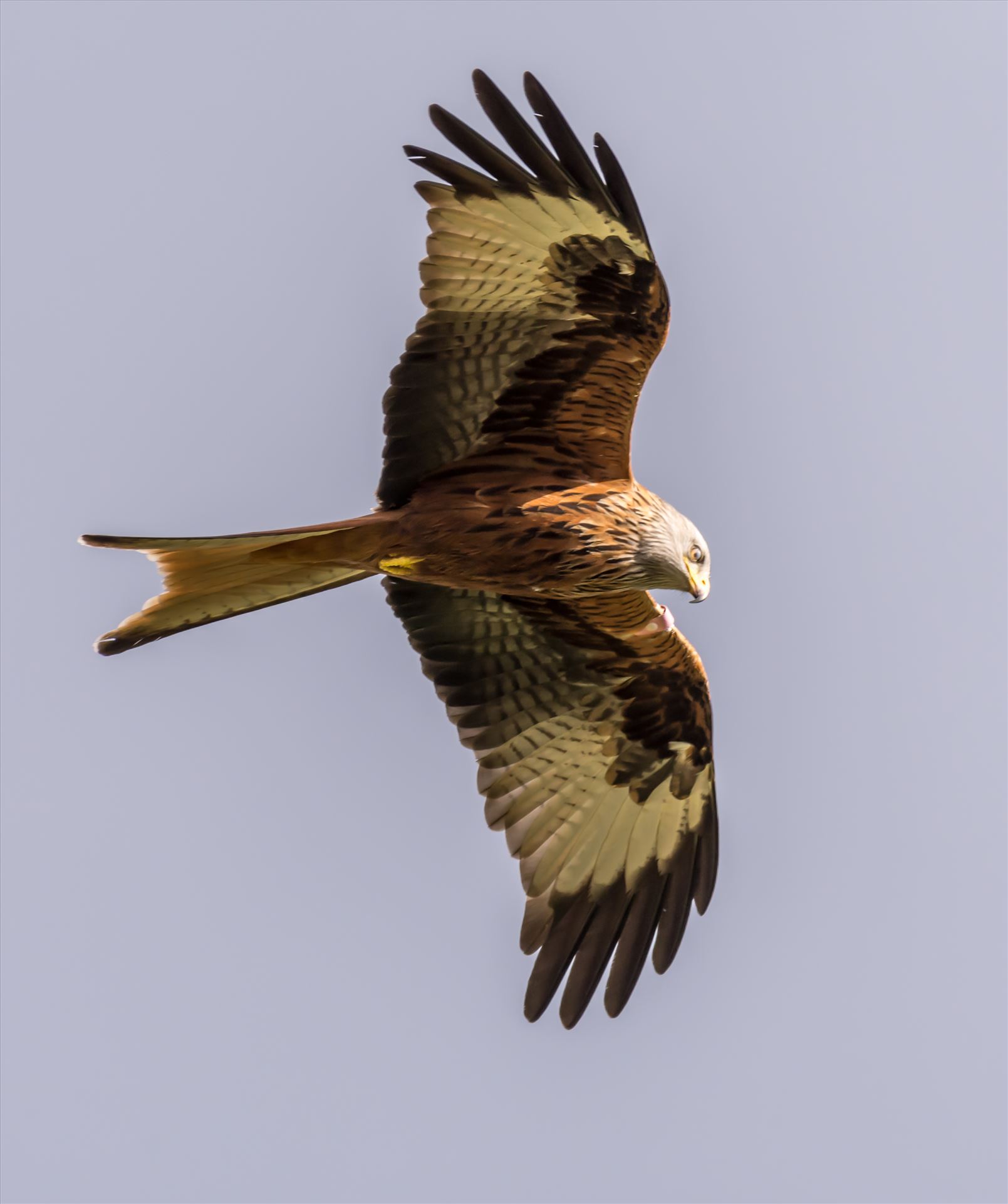 Red Kite The red kite is a medium-large bird of prey which was hunted to extinction in the 1870s but later reintroduced 1989–1992 & are now gaining in numbers thanks to breeding programmes throughout the UK. by philreay