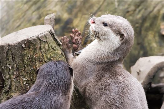 Asian short clawed otter by philreay