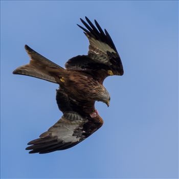 Red Kite by philreay