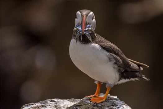North Atlantic Puffin by philreay