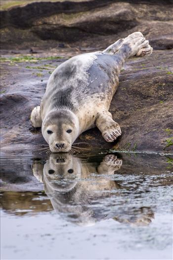 Seal - 