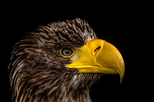 Eagle - 