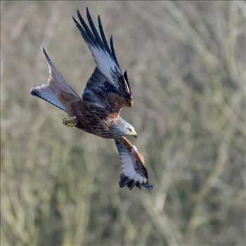 Red Kite by philreay
