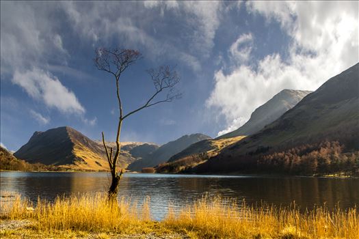 Lone Tree by philreay