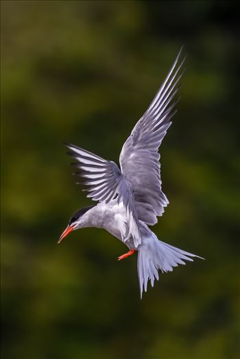 Common Tern by philreay
